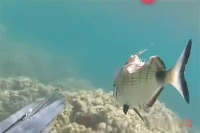 Chấn thương nặng, chú cá nhỏ vẫn kiên cường sống sót