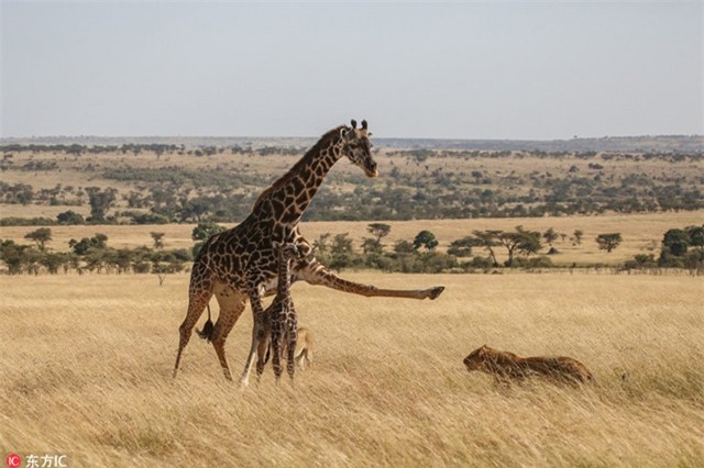 Sư tử dùng "độc chiêu" vây giết mẹ con hươu cao cổ