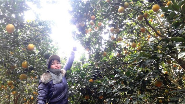 Đổi đời nhờ trồng cây "quả vàng" trên vùng đất bạc