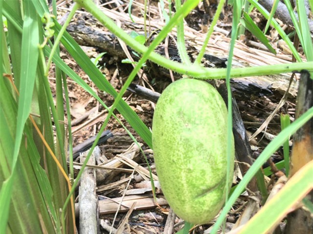 Dưa rừng lạ hoắc ở Quảng Ngãi để phó mặc cho trời thu về tiền triệu