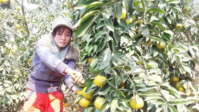 doi doi nho trong cay "qua vang" tren vung dat bac hinh anh 2