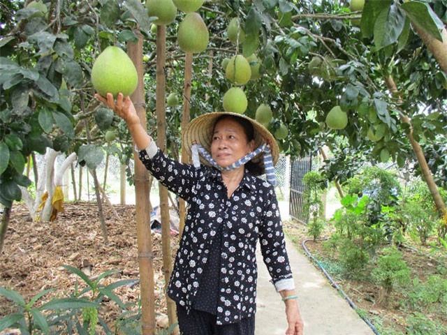 U70 nuôi 8 con nên người nhờ 80 cây bưởi sai quả muốn gãy cành