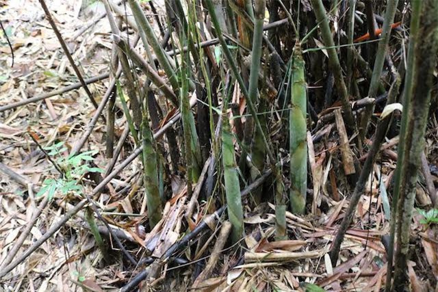 Tới mùa, rủ nhau cơm nắm, cơm đùm lên rừng kiếm tiền từ “lộc rừng”