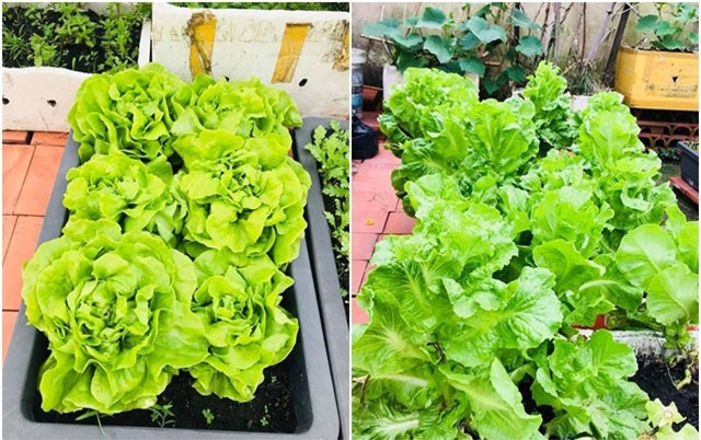 Bố đảm mê rau sạch biến sân thượng 20m² thành vườn xanh mướt
