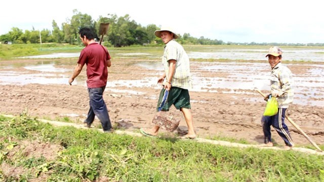 Kỳ thú về miền Tây mùa lũ, xem thợ săn chuột đồng “hốt bạc”