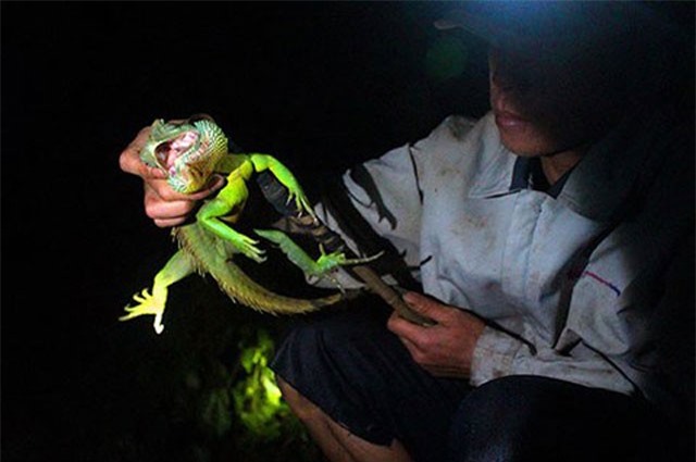 “Mục sở thị” cảnh săn rồng đất trong đêm đen như mực ở Tây Nguyên