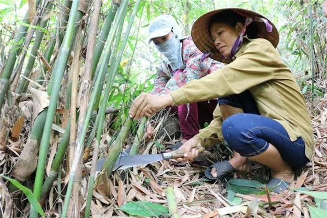 toi mua, ru nhau com nam, com dum len rung kiem tien tu “loc rung” hinh anh 2