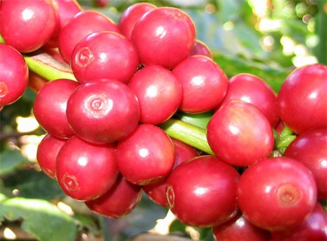 Giá cà phê ngày 21/8/2018 hồi phục nhẹ ở 33.300-34.100 đồng/kg