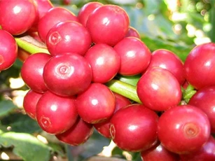 Giá cà phê ngày 21/8/2018 hồi phục nhẹ ở 33.300-34.100 đồng/kg