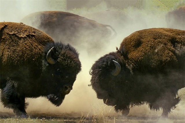 Clip: Bò rừng bison quyết chiến giành bạn tình
