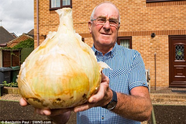 Trồng được củ hành khổng lồ, đủ cho 30 người ăn