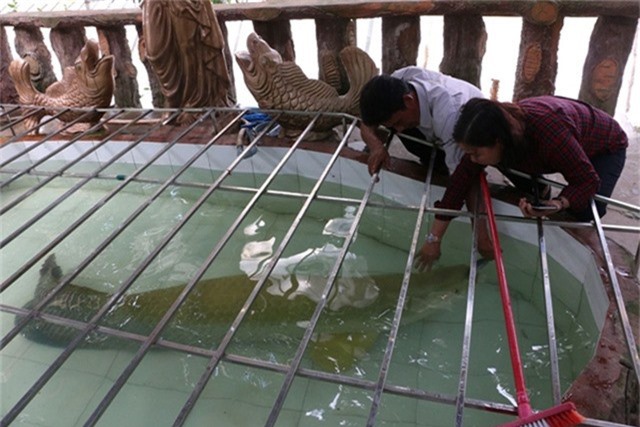 Con cá hải tượng khổng lồ dài gần 2m, nặng hơn 130kg của ông Hoài.