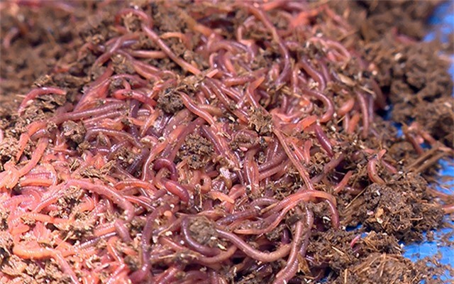 Nuôi giun quế ở Bắc Yên cho hiệu quả kinh tế cao