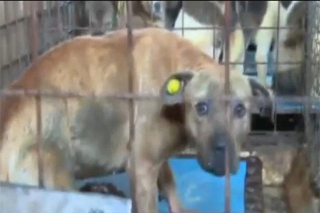 Chó Pitbull từng ăn thịt người gây rúng động