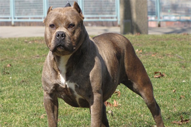 Những lần chó Pitbull cắn chết người kinh hoàng