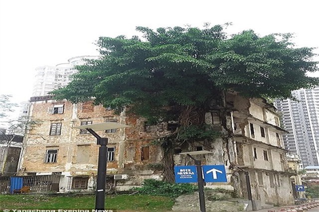 Cây đa mọc xuyên qua cả tòa nhà cao tầng ở Trung Quốc
