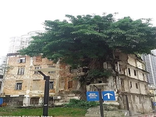 Cây đa mọc xuyên qua cả tòa nhà cao tầng ở Trung Quốc