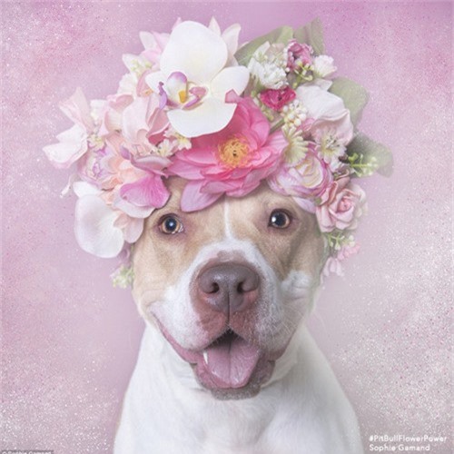 Nhiếp ảnh gia "biến" chó Pitbull dữ tợn thành "người mẫu"