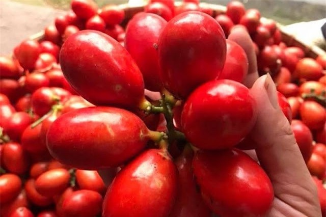 Khám phá loại "quả máu" kỳ lạ ở Quảng Ninh