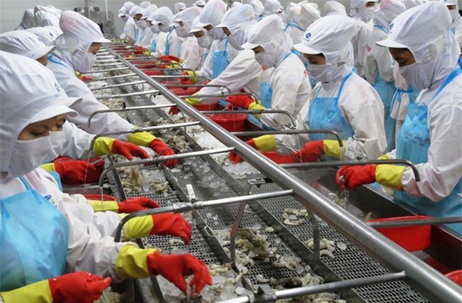 Tôm Minh Phú đẩy mạnh công nghệ vào sản xuất