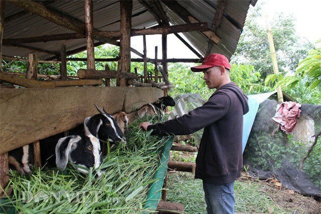 Bỏ lương chục triệu, lãng tử 9X về quê làm ruộng thuận tự nhiên