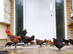 Hàng trăm con gà hoang “tấn công” nước Anh gây sững sờ