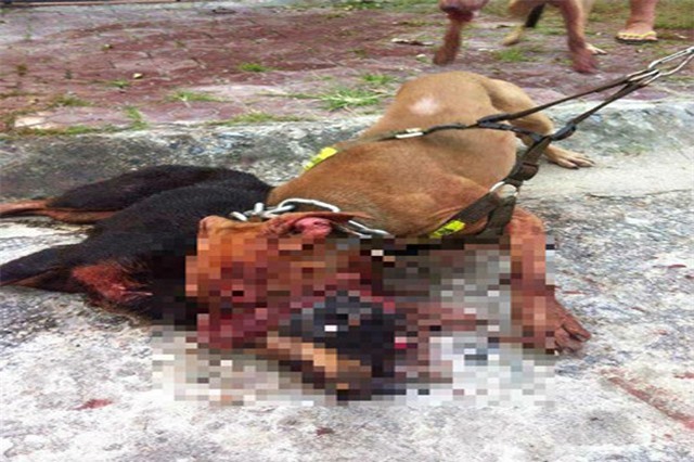 Chó Pitbull hung dữ, cắn xé đồng loại đẫm máu