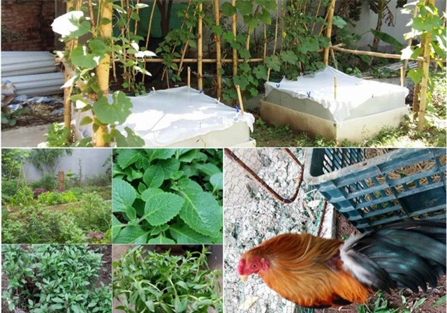 Khu vườn 400m² la liệt rau xanh, quả sạch, gà xịn giữa Thủ đô