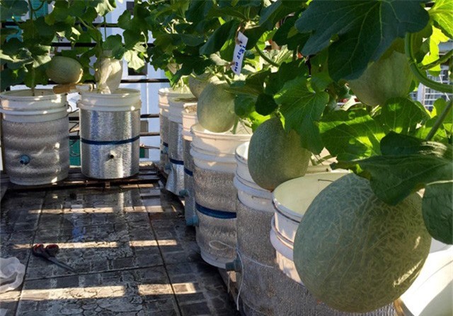 "Đã mắt" với vườn dưa sai lúc lỉu trên sân thượng của ông bố Sài thành