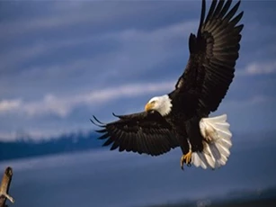 Đại bàng "triệt hạ" flycam trong tích tắc