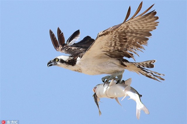 Khoảnh khắc ưng biển săn giết trúng quả "mua 1 tặng 1"