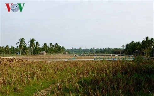 hang ngan ha mia o tra vinh doi von dau tu tai vu hinh 2