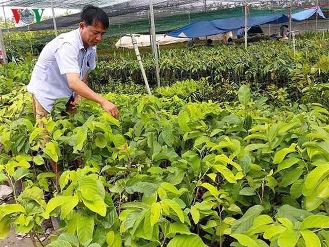 Sản xuất cây giống xuất khẩu, lãi 3 tỷ đồng/năm