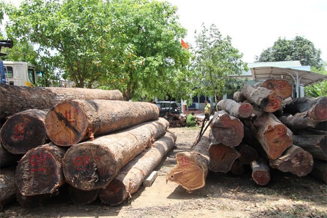 Vụ bắt Hạt trưởng Kiểm lâm: Chi cục trưởng Kiểm lâm tự nguyện giao nộp 8m3 gỗ