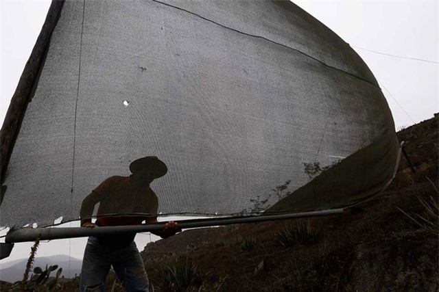 ‘Lưới thần kỳ’ bắt nước sạch từ không khí