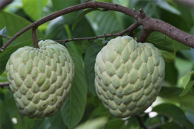 Giống na mới quả nặng gần 1kg có gì thú vị?