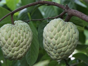 Giống na mới quả nặng gần 1kg có gì thú vị?