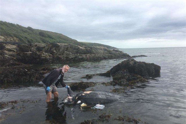 Phát hiện xác rùa 'siêu khủng' dạt vào bờ biển