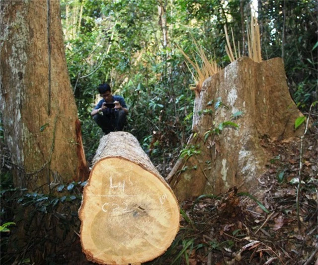 Trước đó, Kiểm lâm huyện Vĩnh Thạnh phát hiện vụ phá 23 cây dổi cổ thụ ở rừng phòng hộ thuộc xã Vĩnh Sơn.