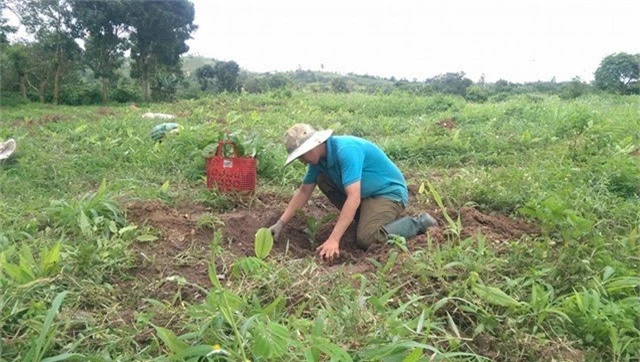 
Sau khi mất việc, các giáo viên phải bươn chải đủ nghề. Trong ảnh: Thầy Võ Văn Tuấn (GV Toán trường THCS Ea Uy) làm nương rẫy để mưu sinh.
