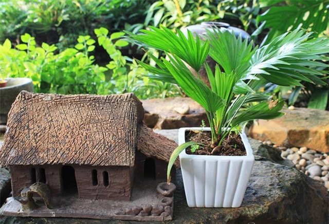 Trồng cây trước cửa nhà thế nào để hợp phong thuỷ?