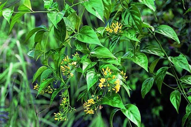 Điểm danh những loại cây 'giết người' đáng sợ nhất Việt Nam