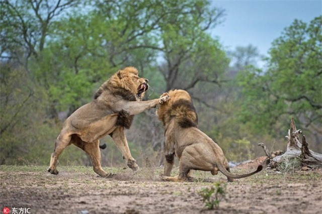 Khi tình đồng loại sụp đổ, động vật hoang dã trở mặt với nhau