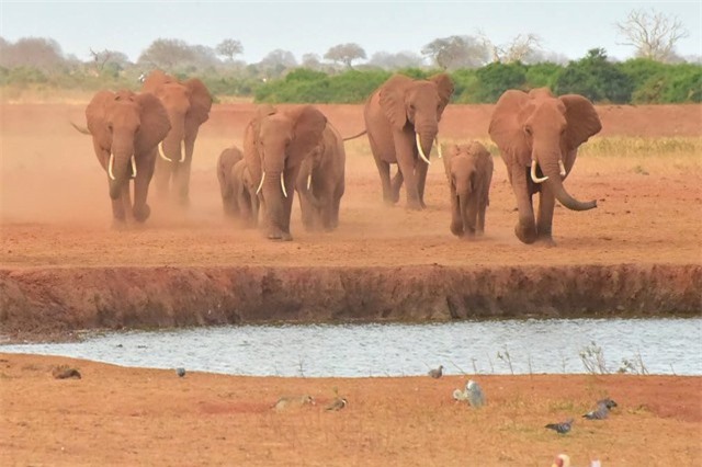 Những bức ảnh động vật ấn tượng trong tuần qua