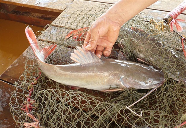 Giá cá lăng xuống quá thấp, người nuôi buộc phải 'găm hàng'