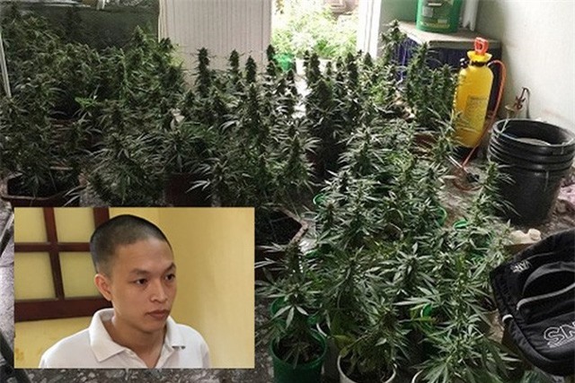 Vạch mặt kỹ sư đồ họa chuyển nghề trồng và "chế" cần sa tại nhà chung cư
