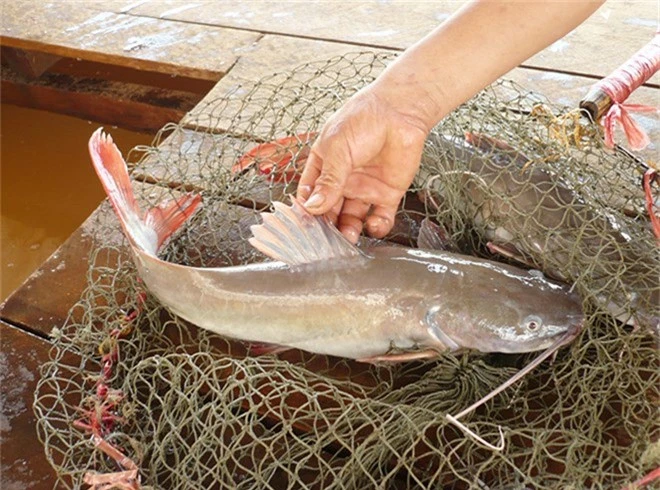 Gia ca lang xuong qua thap, nguoi nuoi buoc phai 'gam hang' hinh anh 1