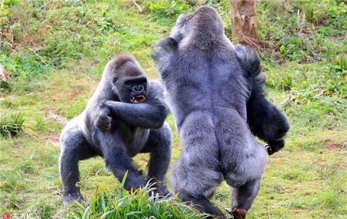 Khi tình đồng loại sụp đổ, động vật hoang dã trở mặt với nhau - Hình 4 Khi tinh dong loai sup do, dong vat hoang da tro mat voi nhau-Hinh-4
