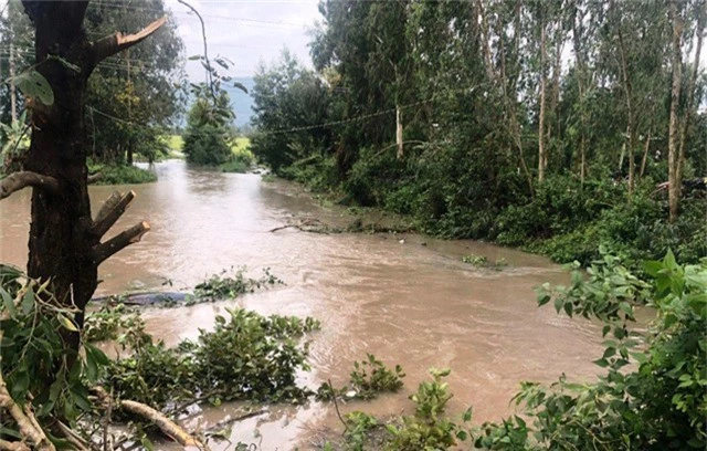 Dòng nước cuồn cuộn từ kênh Vĩnh Tế chảy vào đe dọa 150ha lúa Thu Đông (lúa vụ 3) đang ở giai đoạn sắp trổ