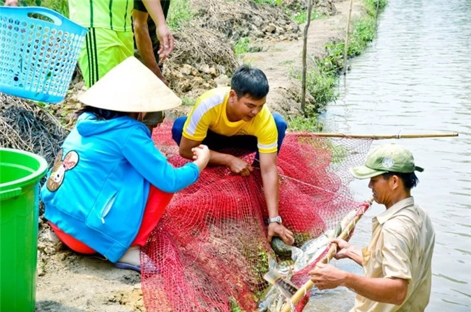 Cá lóc bông trong ao nuôi của anh Tèo chuẩn bị xuất bán. Ảnh: Duy Tân.